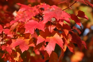 Close-up of a local maple tree with its leaves in full blazing scarlet. 